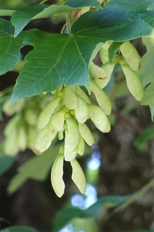 Sycamore - Hạt mầm hy vọng