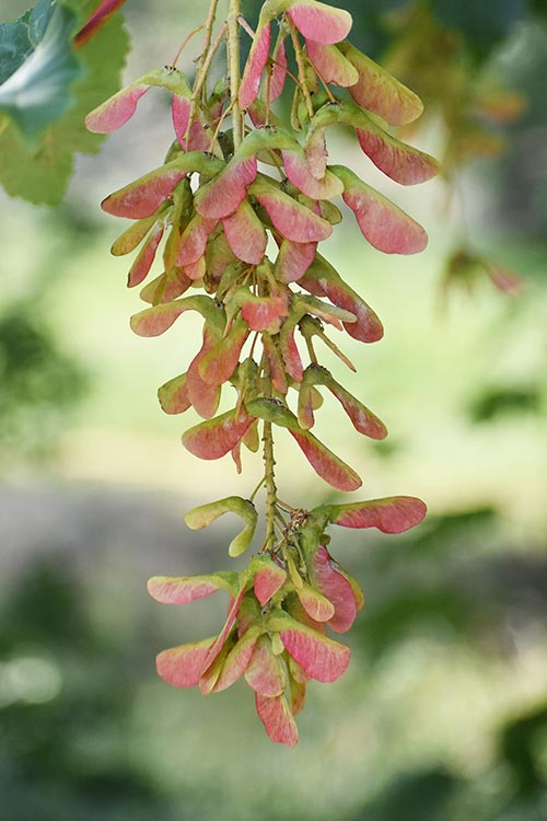 Sycamore - Khơi nguồn cảm hứng